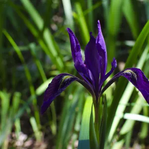 dark purple Iris flower, SBBG Photo Contest 2012