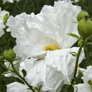 Matilija Poppy flowers, SBBG Photo Contest 2012