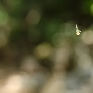 green spider, SBBG Photo Contest 2012