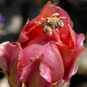 Red Prickly pear cactus flower, honey bee, SBBG Photo Contest 2012