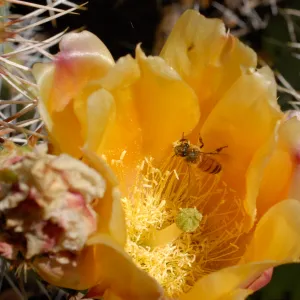 Yellow Prickly pear cactus flower, honey bee, SBBG Photo Contest 2012