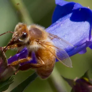 bee on flower, SBBG Photo Contest 2012