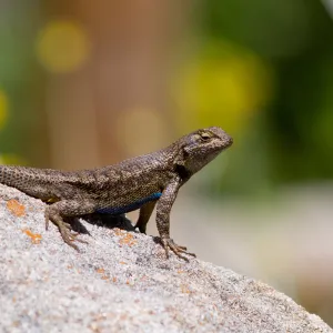 Western fence lizard on sandstone boulder, SBBG Photo Contest 2012