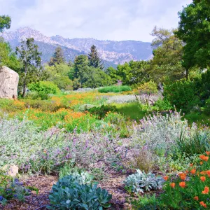 SBBG Meadow, view to mountains, wildflower display, SBBG Photo Contest 2012