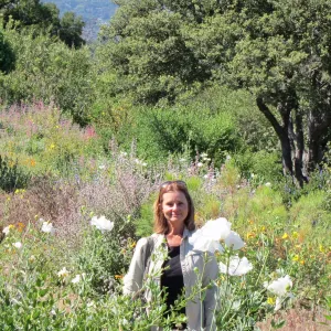 Matilija poppies in bloom, Porter Trail, SBBG Photo Contest 2012