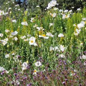 Matilija poppies in bloom, Porter Trail, SBBG Photo Contest 2012