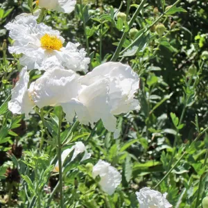 Matilija poppy flowers, SBBG Photo Contest 2012