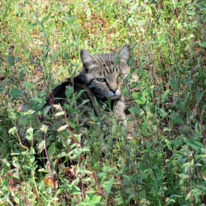 feral cat, kitty in the Garden, SBBG Photo Contest 2012