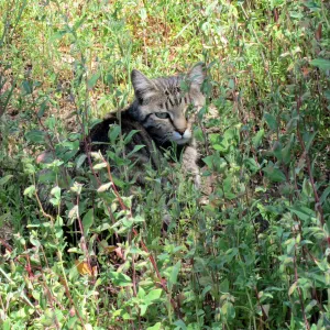 feral cat, kitty in the Garden, SBBG Photo Contest 2012