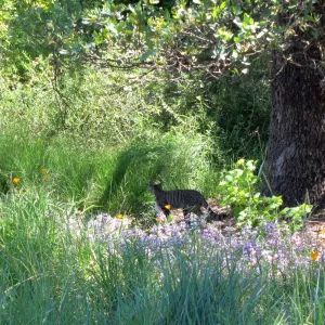 feral cat, kitty in the Garden, SBBG Photo Contest 2012