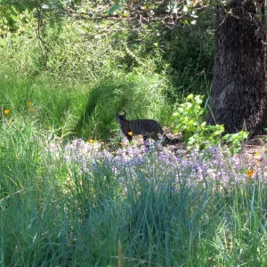 feral cat, kitty in the Garden, SBBG Photo Contest 2012