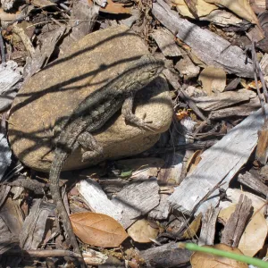 Western fence lizard, SBBG Photo Contest 2012