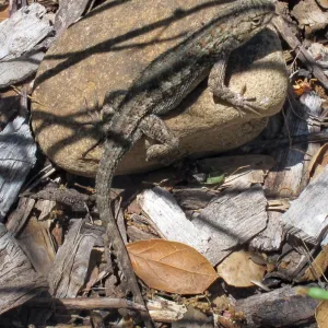 Western fence lizard, SBBG Photo Contest 2012