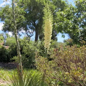 Yucca inflorescence, SBBG Photo Contest 2012