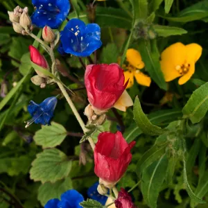 Wildflower medley, SBBG Photo Contest 2012