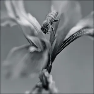 honey bee, black and white photo, SBBG Photo Contest 2012