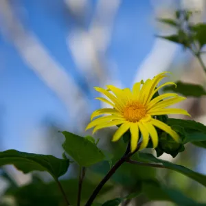 sunflower, SBBG Photo Contest 2012