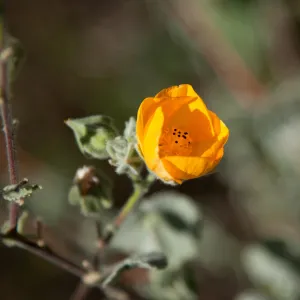 Mallow flower, SBBG Photo Contest 2012