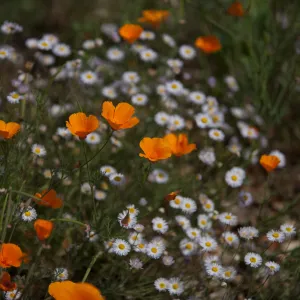 Wildflower medley, SBBG Photo Contest 2012
