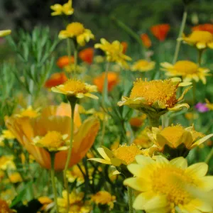 Wildflower medley, SBBG Photo Contest 2012