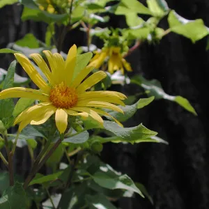 Sunflower, SBBG Photo Contest 2012