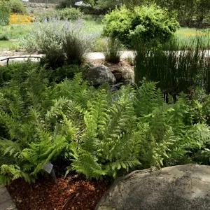 Fern border, Meadow Pond, SBBG Photo Contest 2012