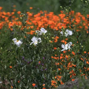 Matilija poppies, wildflower medley in the Meadow, SBBG Photo Contest 2012