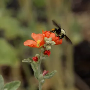honey bee on mallow flower, SBBG Photo Contest 2012