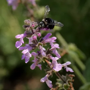 bee on woodmint inflorescence, SBBG Photo Contest 2012