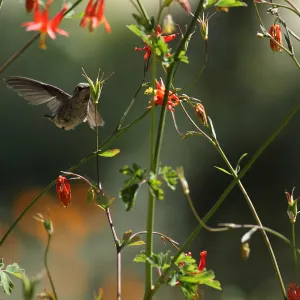 Hummingbird visiting columbine, SBBG Photo Contest 2012