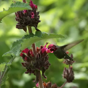Hummingbird visiting Salvia spathacea (California Hummigbird Sage), SBBG Photo Contest 2012