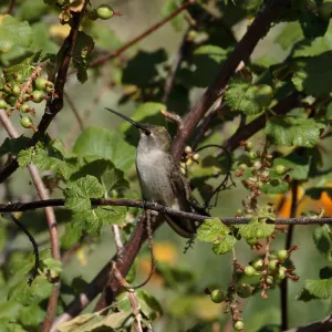Hummingbird perched on Ribes (Currant, Gooseberry ) branch, SBBG Photo Contest 2012