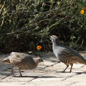 pair of California quail, SBBG Photo Contest 2012