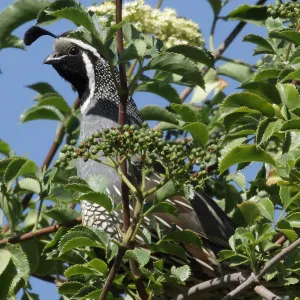 California quail, third place winner, Wildlife in the Garden category, SBBG Photo Contest 2012