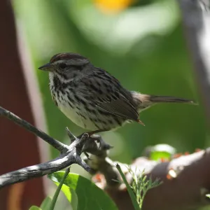 song sparrow perched on manzanita twig, SBBG Photo Contest 2012