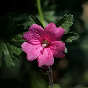 pink mallow flower, SBBG Photo Contest 2012