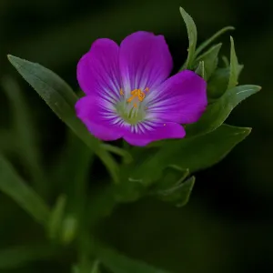 redmaids flower, Calandrinia ciliata, SBBG Photo Contest 2012