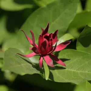 Spice bush, Calycanthus occidentalis, SBBG Photo Contest 2012
