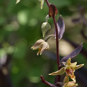 stream orchid, SBBG Photo Contest 2012