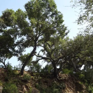 eastern rim of Mission Canyon, Quercus agrifolia (Coastal Live Oak), coast live oak, SBBG Photo Contest 2012