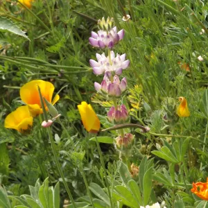 wildflower medley, SBBG Photo Contest 2012