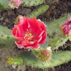 cactus flower, SBBG Photo Contest 2012