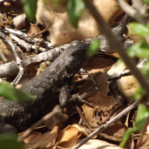 western fence lizard, blue belly lizard, SBBG Photo Contest 2012