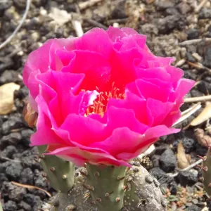 cactus flower, SBBG Photo Contest 2012