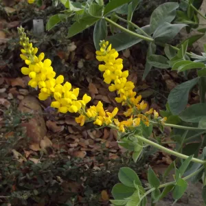 yellow Lupinus, SBBG Photo Contest 2012