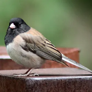 Dark-eyed Junco, SBBG Photo Contest 2012