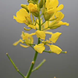 mustard flower inflorescence, SBBG Photo Contest 2012