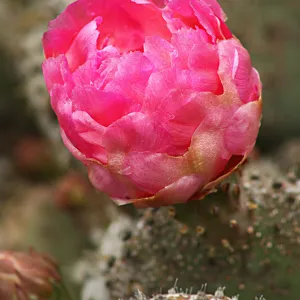 pink cactus flower, SBBG Photo Contest 2012