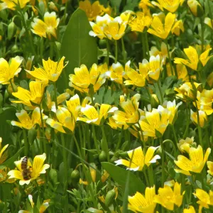 honeybee, wildflowers, SBBG Photo Contest 2012