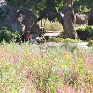 Visitor on bench, Blaksley Boulder, Meadow wildflowers, SBBG Photo Contest 2012